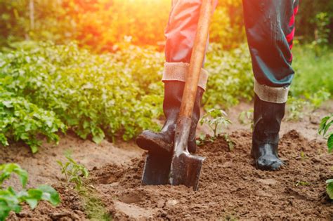 Wann darf ich bäume fällen niedersachsen. 20 Best Photos Wann Pflanzt Man Bäume Um - Hortensien ...