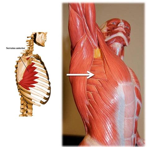 The following structures are labeled: Muscle of the Month: Serratus Anterior, Your Way to Bliss ...