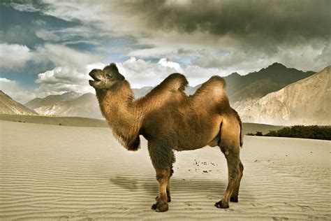 · why you keep the photo. Bactrian Camel - India Travel Forum | IndiaMike.com