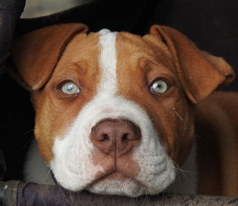 It has a lot of stamina and makes a good watchdog. Red Nose Pitbull - Pros, Cons And Your Ultimate FAQ