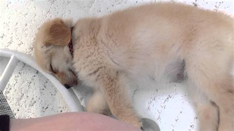 Your puppy breathes fast when he's asleep. Sophie puppy breathing - YouTube