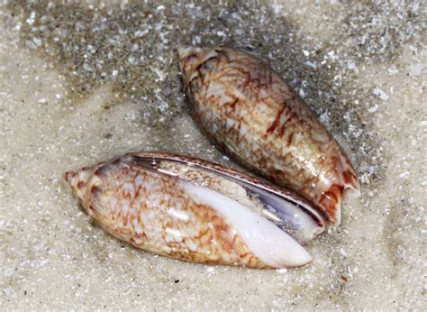 The atlantic bubble has been a source of pride and people outside our region have taken note. Shoreline Ramblings: Shelling on the Florida Gulf Coast in ...