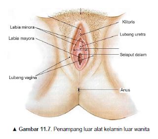 Lubang perempuan kencing (page 1) vasiva: Sistem Reproduksi Pria dan Wanita | Ilmu Kesehatan