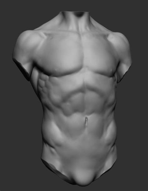 Use this as an art reference or confidence boost or whatever you like!for the level of chubbiness it should also be noted that nearly all of the following. ztl 3D model Male Torso | CGTrader