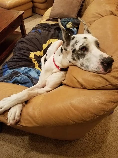 Order your food with chewy.com and they'll proudly donate $20 to upper midwest great dane rescue inc. Adopt Panda on Petfinder | Great dane rescue, Great dane ...