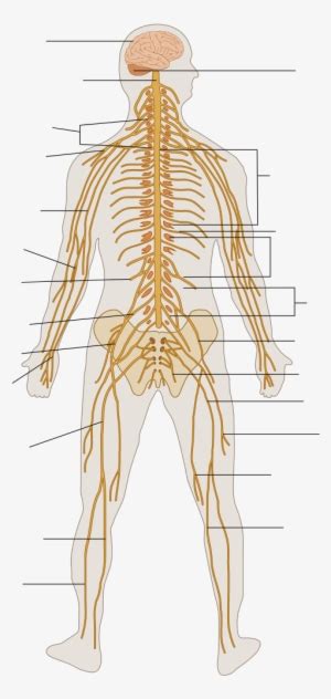 Parts of the nervous system the center of the nervous system is the brain. Arm Ergometer - Muscular System Unlabeled Diagram ...