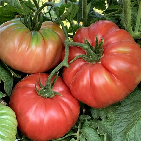 Annual heirloom tomato seed sale! Polish Giant Heirloom Tomato Seeds