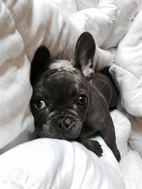 Join millions of people using oodle to find puppies for adoption, dog and puppy listings, and other pets adoption. The domestic dog:Blue French Bulldog Blue French Bulldog ...