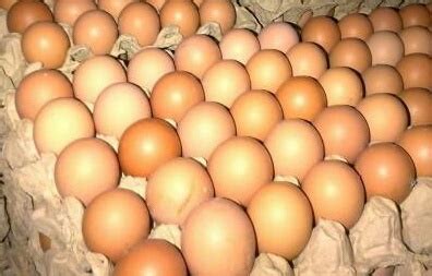 Tempat telur 6 butir / wadah telor 1/2 lusin: Di Kuala Pembuang Harga Telur Ayam Naik, Tembus Rp 18.000 ...