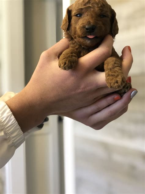 As he's getting older we have been researching what different types of dogs we my family has narrowed it down to golden doodles or poodles (both at standard sizes). Pin by Oodles of Doodles on Ginger's Mini Golden Doodles in 2020 | Cute puppies, Food animals ...