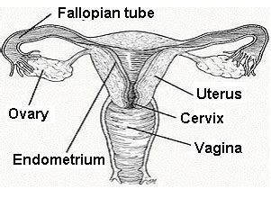 Female parts learn by taking a quiz. With the aid of a diagram, explain the parts of female ...