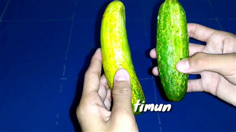 Cara semai biji timun dari buah segar sangat mudah. Tutorial cara membuat es timun serut - YouTube