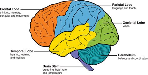 This includes our sense of speech, sight, and touch. The 4 Distinct Lobes FRONTAL LOBE,... - Pineal Gland ...