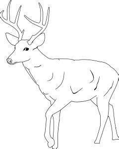 Some buck coloring may be available for free. Whitetail Buck Coloring Pages at GetColorings.com | Free ...