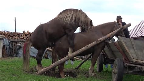 1,1 млн просмотров 2 года назад. Big Horse mating Animals mating and human Horse mating ...