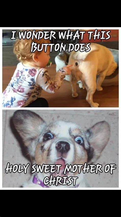 Funny & dirty jokes compilation from tiktok! 40 Animal memes to get you ready for the weekend - Gallery ...