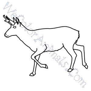 Printable adult coloring page mandala pronghorn antelope | coloring pages, coloring pages mandala and mandalas. Pronghorn Coloring Pages