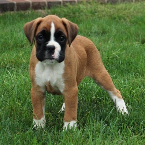 Just boxer puppies (dog breed calendar) 2021 wall calendar(free shipping). Boxer puppy for sale in GAP, PA. ADN-46302 on PuppyFinder.com Gender: Female. Age: 9 Weeks Old ...