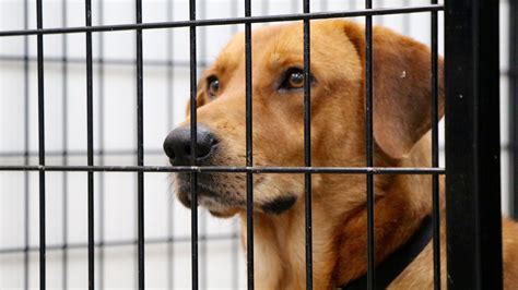 A focus on the animals. Chicago's largest no-kill animal shelter has opened its ...