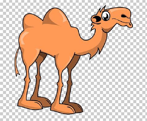 Camels live in herds and their average life expectancy is between 40 to 50 years. Bactrian Camel Cartoon PNG, Clipart, Animal Figure ...