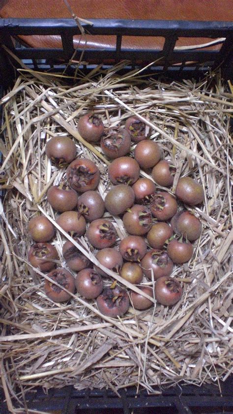 Einige obstpflanzen sind sogar erstaunlich genügsam und können auf dem eigenen balkon gehalten werden. Campi di Teo - frutti: la raccolta sui due nespoli