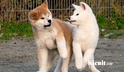 Out of 6,122,890 records in the u.s. Latihan Fisik dan Cara Merawat Anjing Akita Inu - KICUIT.com