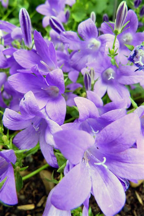 Their large, glossy green leaves change to. Purple Flowers | Purple flowers, Purple garden, Oregon garden