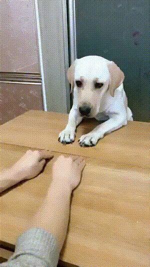Entdecke (und sammle) deine eigenen pins bei pinterest. Es ist einfach.. :) (mit Bildern) | Gif lustig tiere ...