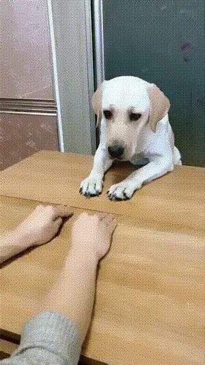 Entdecke (und sammle) deine eigenen pins bei pinterest. Es ist einfach.. :) (mit Bildern) | Gif lustig tiere ...