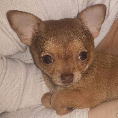 Submitted 2 days ago by foxxy702. Jellybean...looking foxy | Puppies, Teddy bear, Teddy