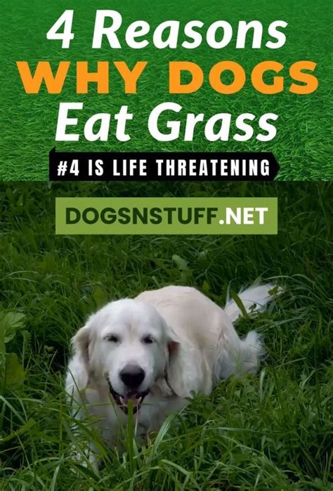 Just as you've seen with kiki, the possible risk of obstruction is high because of the volume of grass ingested. Reasons Why Dogs Eat Grass | Dog training, Dog eating, Dog training obedience