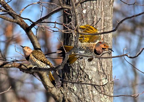 This will increase film creation time, and the ability to reproduce more intricate designs. Red House Garden: The Resident Northern Flickers