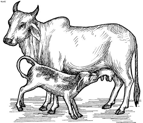 They look so realistic that your kid will be fascinated with them! Free Printable Cow Coloring Pages For Kids | Cow coloring ...