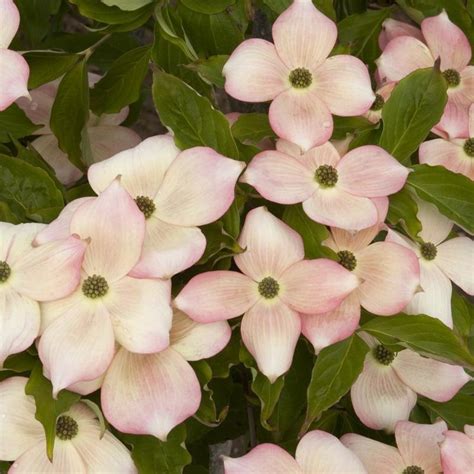 You will know that spring has truly arrived when your red flowering dogwood leaps into action. Buy 'Stellar Pink' Flowering Dogwood Online | Bay Gardens