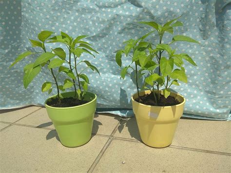 How to cut and seed a jalapeño pepper, plus how hot are they really, and how to make your hands stop burning! Bought jalapeño peppers from grocery store. Took seeds out ...