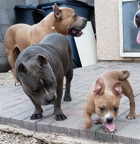 Enter your email address to receive alerts when we have new listings available for american bully puppies for sale uk. American Bully Puppies For Sale | El Mirage, AZ #282153