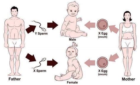 Kumpulan nasihat untuk anak perempuan dari orang tua. Cara Merancang Kelahiran Anak Lelaki Atau Perempuan - Blog ...