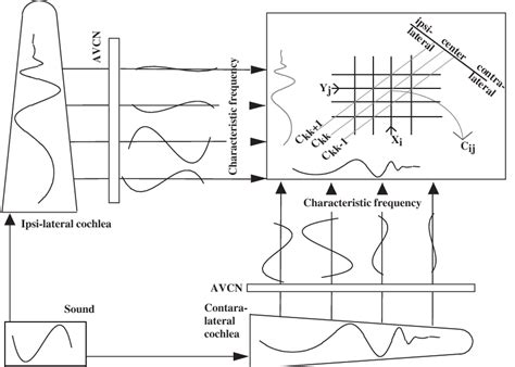 Paralyzed levator velli palatini, so the contralateral one is unopposed pulling the uvula away from the broken side. The stereausis network. Ipsilateral (Y j ) and ...