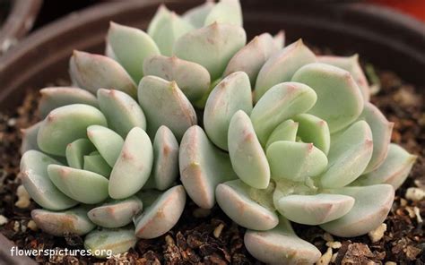 Echeveria graptoveria bashful succulent | 4 inch | live succulent. Graptoveria 'A Grim One' 2 | Suculentas