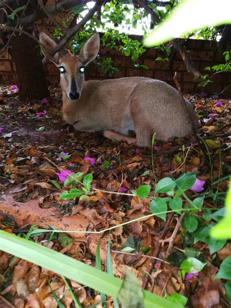 Een inkomhal, een gezellige leefruimte, een vernieuwde keuken met toegang tot het terras en de tuin en een vernieuwde badkamer. Mak Duikers te koop - Tame Duikers for sale - Pretoria - WildLife South Africa Classifieds