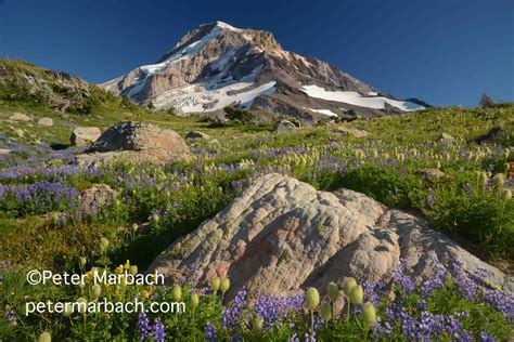 Natural knockers peter north related images. Peter Marbach | Oregon outdoors, Hood river