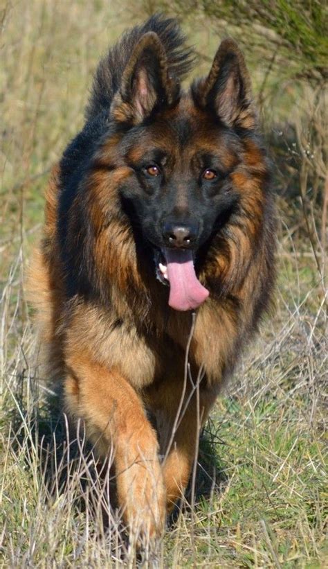 German shepherd breeders german shepherds beautiful long hair corgi bohemian goals long hair styles bestfriends pastor. Hairy German Shepherd Dog Long Haired German Shepherd ...