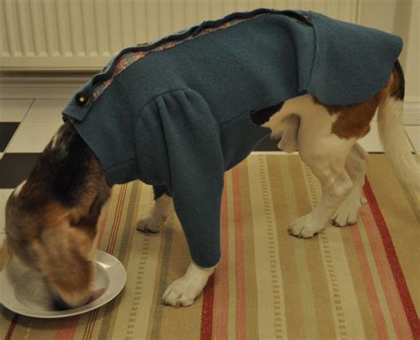 Hüte und mützen nähen ist ein titel aus der reihe kreativ.kompakt. Chihuahuapullover Schnittmuster Nähen : Doggy Hunde Sweater Nach Mass Ebook Pdf Datei ...