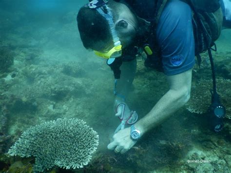 First production is expected at the end of 2014. Kota Kinabalu Dive Rangers - Marine Research Foundation