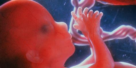 She looked as though she was full term with twins, her belly heavy and large against her. Gene-swapping means you have alien DNA inside you | 13 ...