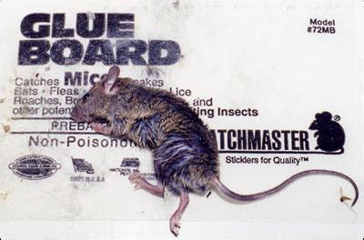 Be my house or theirs. Petition · Orkin Pest Control: Tell Orkin to Stop Using ...