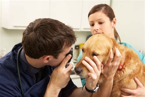 Peace love + happiness club. HOLIDAY MIRACLES: STORY OF THE MONTH | Peace Love Pets ...