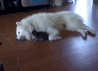 Exit the bathroom and follow amanda. Samoyeds Are Serious Contenders For "The Cutest Dog Breed ...