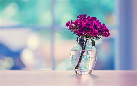 For the hd flower images, you don't have to pay any cost. 890 Flower HD Wallpapers | Background Images - Wallpaper Abyss