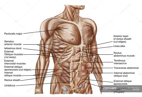 12 photos of the muscles of the chest and abdomen. Anatomy of human abdominal muscles with labels — Stock ...